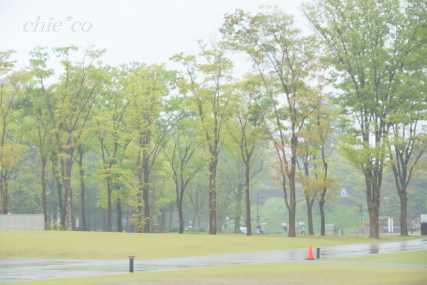 雨にけむる緑の風景・・