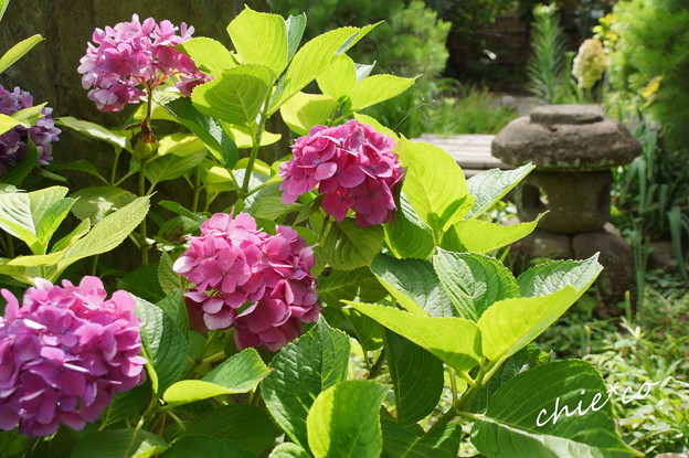 名残りの紫陽花・・