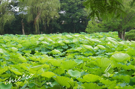 三渓園-250