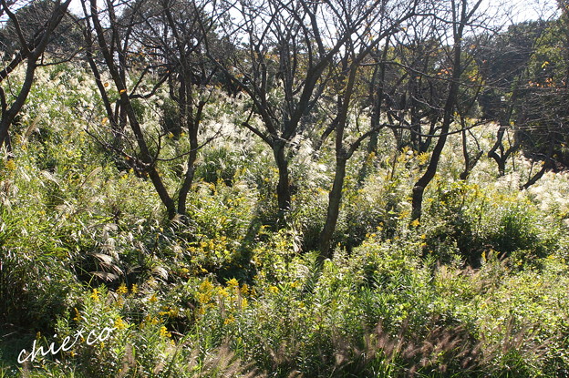 DSC09170-001