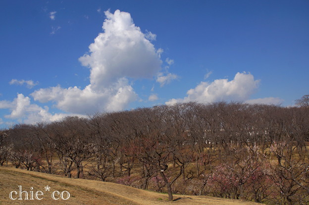 横浜根岸森林公園-138