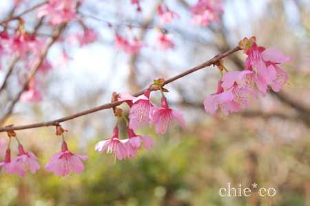 おかめ桜。。