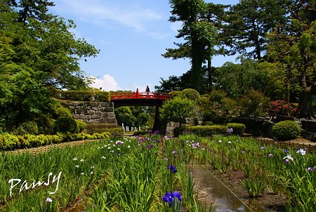 小田原城 しょうぶ園にて・・10
