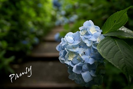 明月院 blue・・6