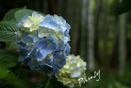 明月院 blue・・7