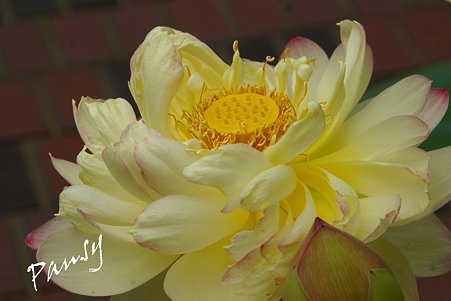 華やかな蓮の花・・