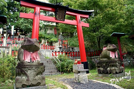 蛙たち・・