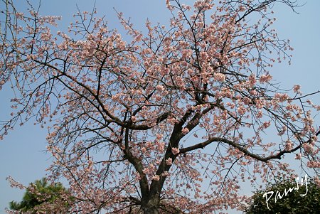 大寒桜・・
