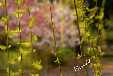 柳と・・桜と・・