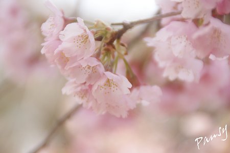 淡くやさしく・・大寒桜