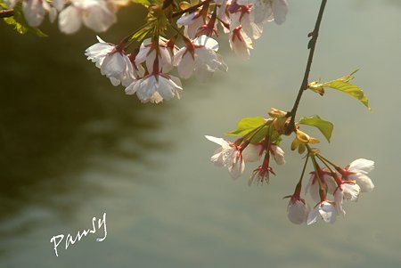 水辺の桜・・