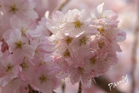 花手毬のように・・大寒桜