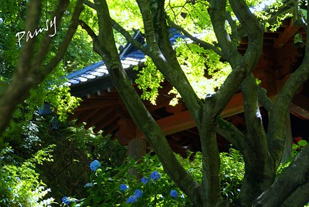 文月の妙本寺・・8