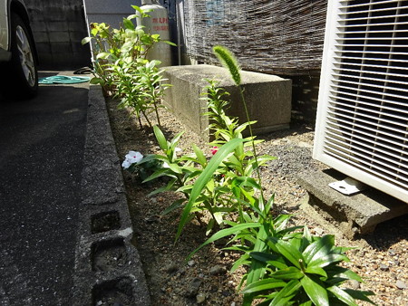 160705-3ユリからエノコロ