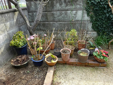 170129鉢植え