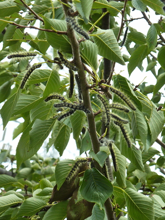 P1100352