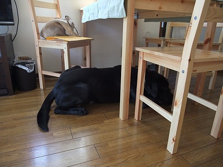 ボク、隠れます・・・