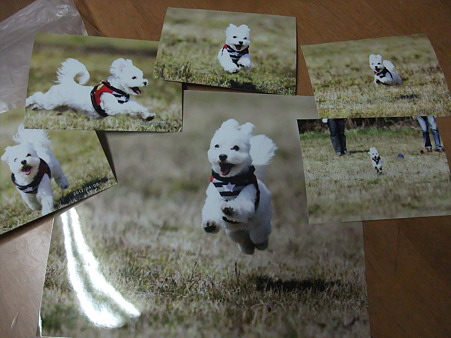 ハクの飛行犬だーーー!!