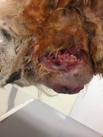 二度にわたり裂けた腫瘍