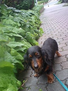 ルナ