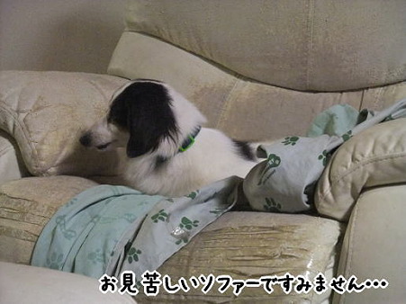 お、キット君いつの間にソファーに!