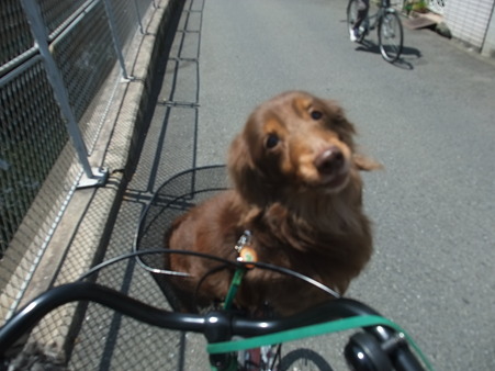 楽でいいねぇ