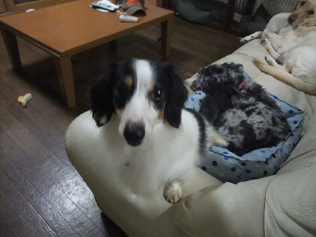 ほんなら抱っこして!