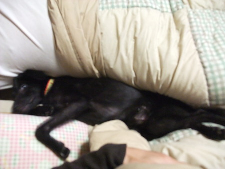 眠るセナ君