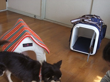 ベッドにキャリー