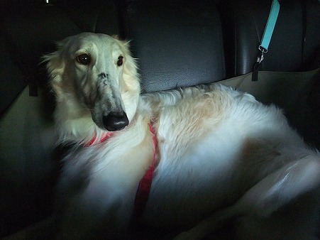 寂しそうな哀愁漂う犬