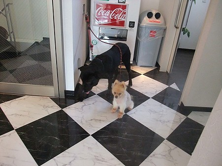 大きな犬にも動じない