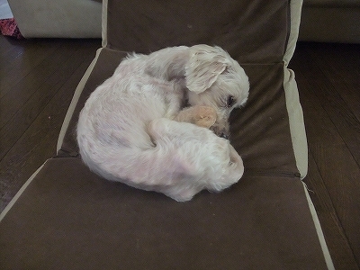 小さく丸まって眠っている