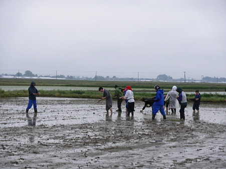 11年田植えイベント (5)