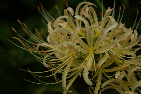 白花曼珠沙華が咲く、鎌倉!