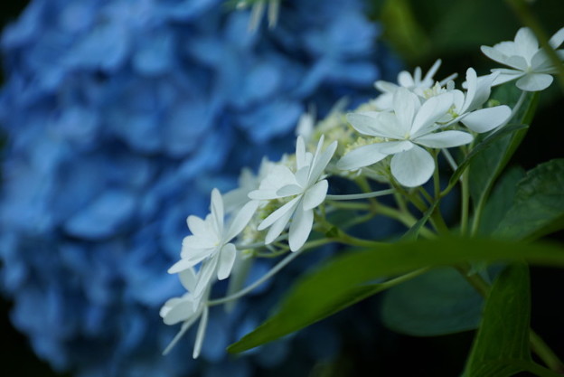 あじさい青と白20160611f