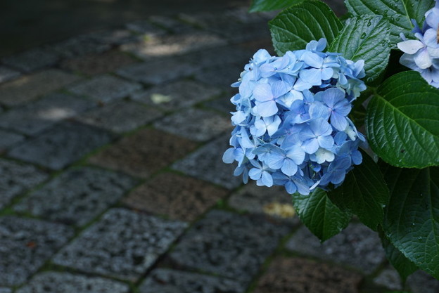 紫陽花の小道20160710