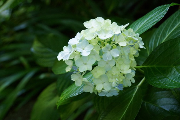 清楚な紫陽花の花20160710