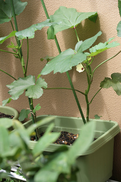 続 オクラの花は美しい 自宅のプランターから そら豆プリント倶楽部 楽天ブログ