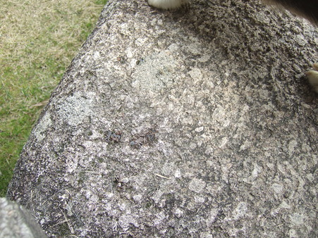 DSCF4741