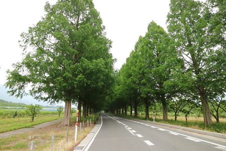 マキノ高原のメタセコイア並木 (1)