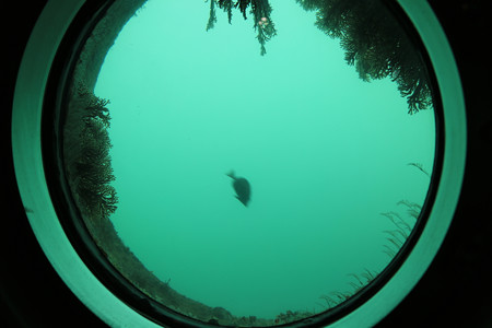 足摺海底館