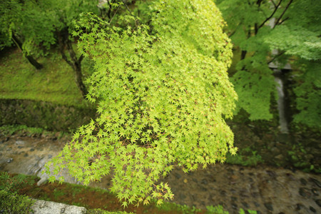 東福寺 (8)