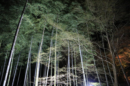 常寂光寺 (2)