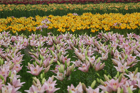 ゆりの里公園 - 10