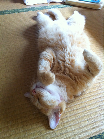 オスカル君お昼寝中♪