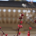Photos: 岡山神社梅