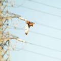 コミミズク登場♪
