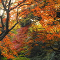 rs-161205_54_吟花亭跡方面の紅葉・SH(六義園) (1)
