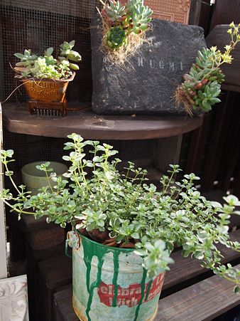 P5131165