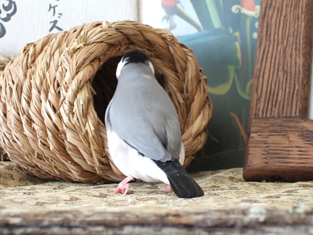 DSCF0874